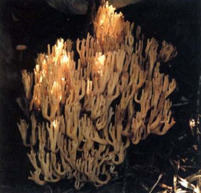 红枝瑚菌